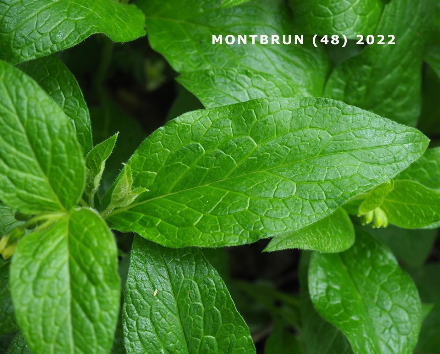 Comfrey, Tuberous leaf